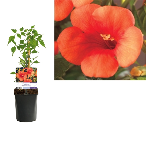 <h4>Campsis radicans t. 'Madame Galen' +light label</h4>