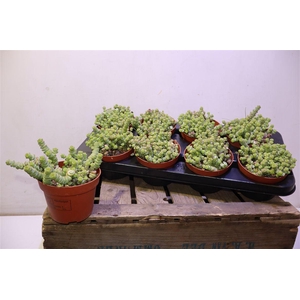 Crass Marnieriana