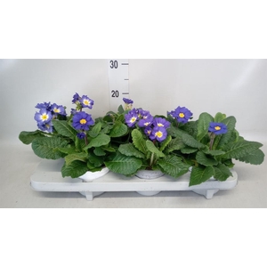 Primula elat. 'Stella Blau'