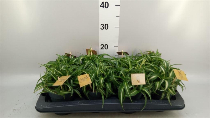 <h4>Chlorophytum com. 'Bonnie'</h4>