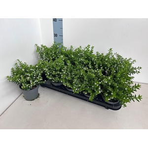 CUPH HYSSOPIFOLIA