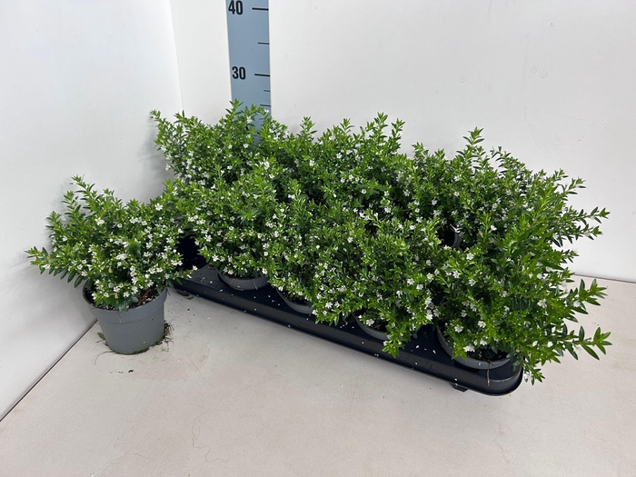 <h4>CUPH HYSSOPIFOLIA</h4>
