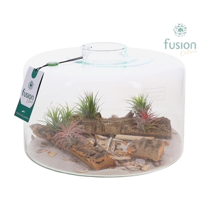 Green Bottle Kyra XLarge met Maritiem arrangement