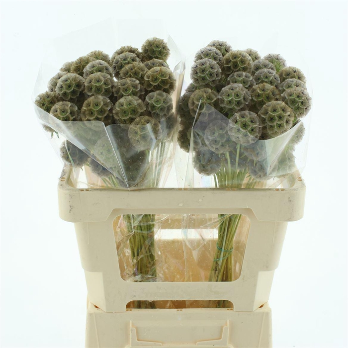 <h4>Scabiosa Stellata Extra</h4>