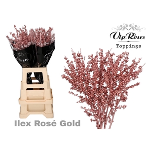Ilex Vip Rose Gold