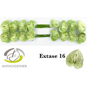 Anthurium Extase