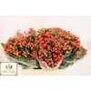 Hypericum Magical Royal Princess