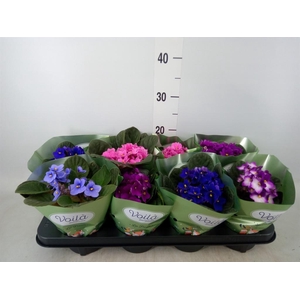 Saintpaulia   ...mix