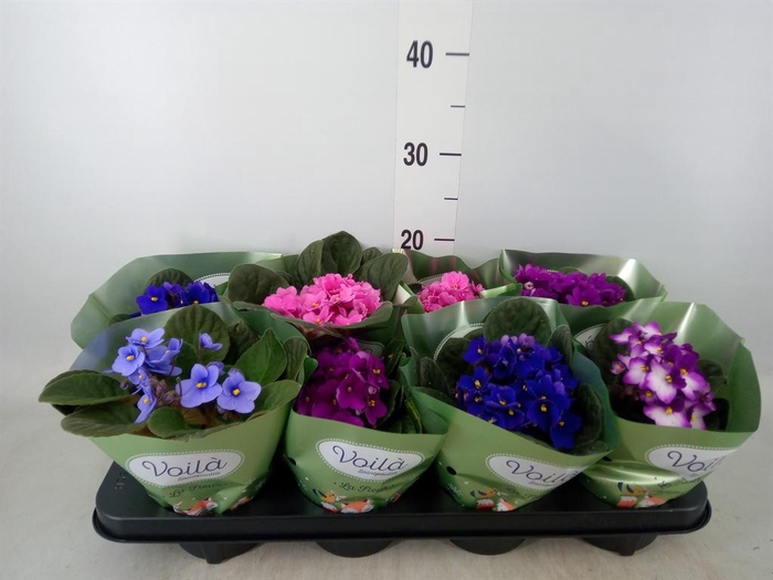 <h4>Saintpaulia   ...mix</h4>