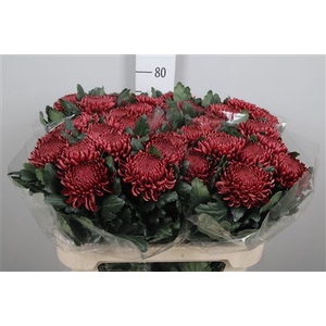 Chr G Bigoudi Red