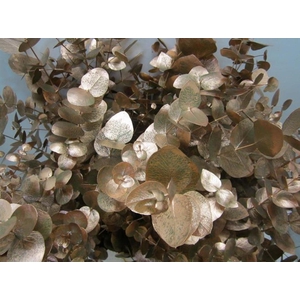 Euc Cinerea Koper