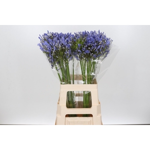 Agapanthus Blue Heaven