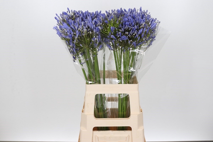 <h4>Agapanthus Blue Heaven</h4>