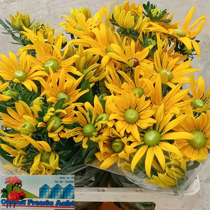 <h4>RUDBECKIA OV</h4>