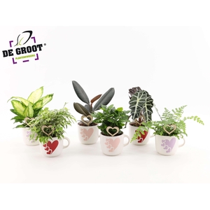 Groenmix in hartjesmok met bijsteker