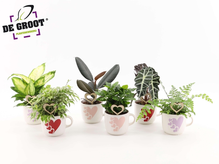 <h4>Groenmix in hartjesmok met bijsteker</h4>