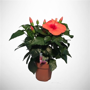 HibisQs rosa-sinensis ‘Adonicus Orange’ p13