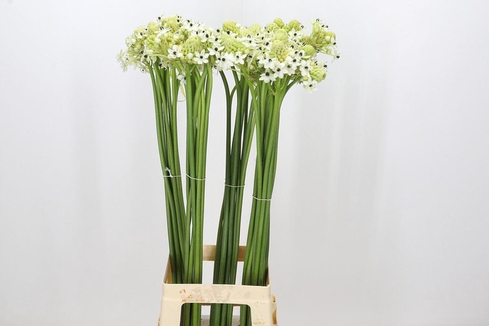 <h4>Ornithogalum saundersiae</h4>