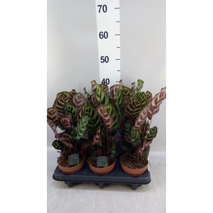 Calathea makoyana