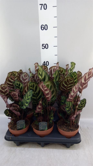 <h4>Calathea makoyana</h4>