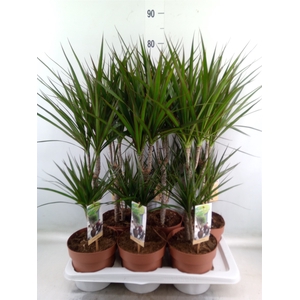 Dracaena marg.