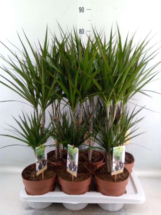 <h4>Dracaena marg.</h4>