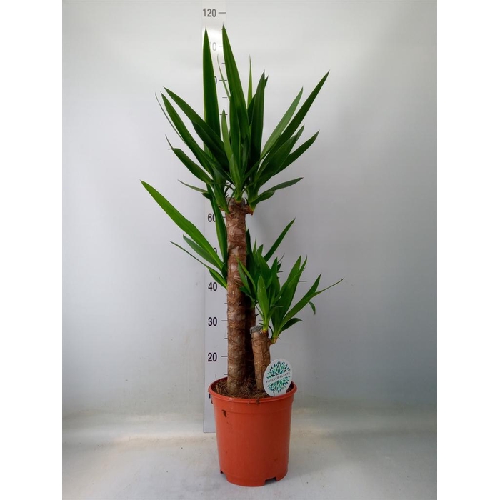 <h4>Yucca   ...</h4>