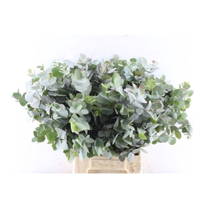 EUC CINEREA PER BOS