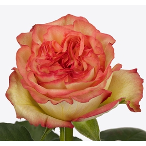 Rosa Aruba Summerhouse