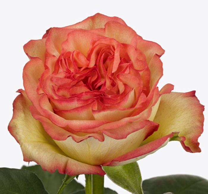 Rosa Aruba Summerhouse