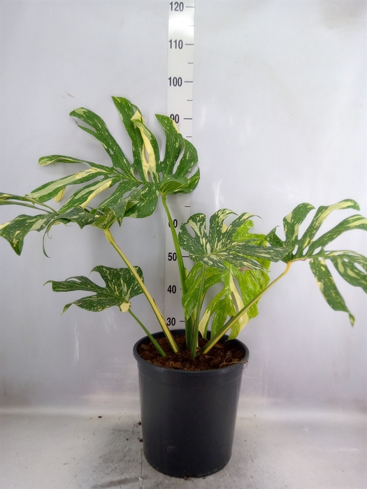 Monstera delic. 'Thai Constellatio'