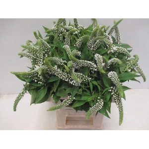 LYSIM CLETHROIDES