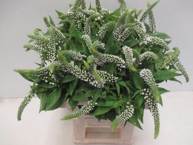 <h4>LYSIM CLETHROIDES</h4>