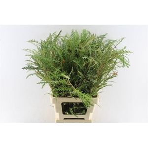 Grevilea Ivanhoe Groen