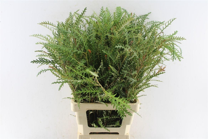 <h4>Grevilea Ivanhoe Groen</h4>