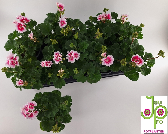 <h4>PEL ZON KATY</h4>