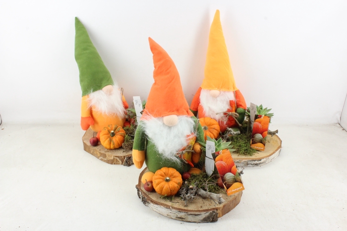 <h4>arr2 MB - Gnome hout schijf XL ech.</h4>