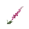 Digitalis Pink