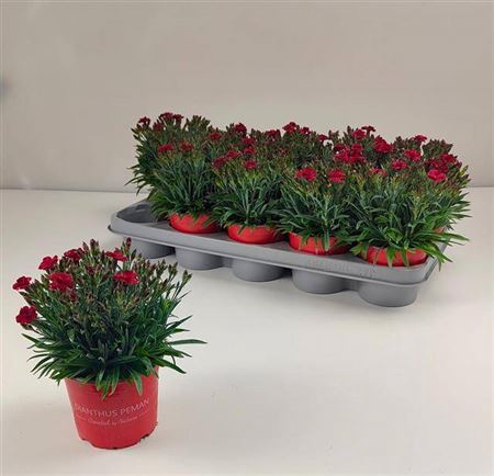 Dian Ca Peman Red