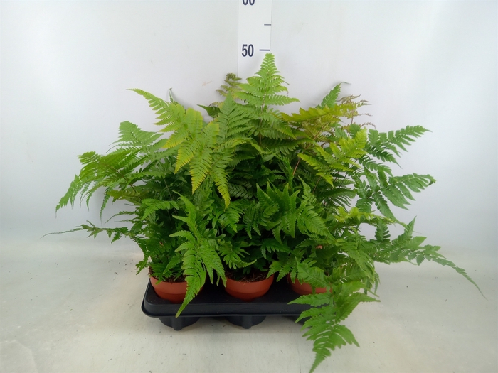 <h4>Dryopteris erythrosora</h4>