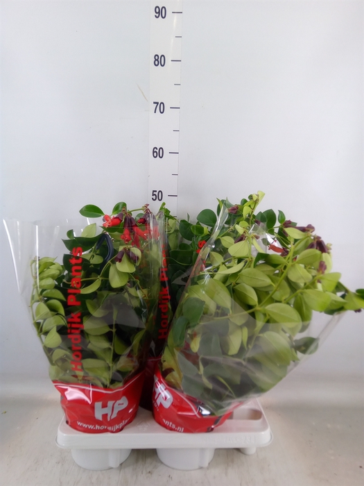 <h4>Aeschynanthus  'Mona Lisa'</h4>