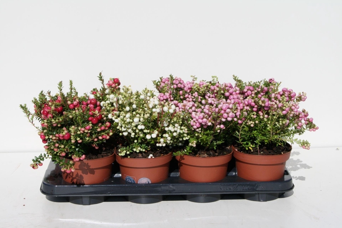 <h4>Pernettya Gaultheria mucronata</h4>