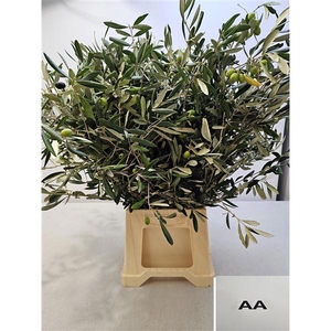 OLEA EUROPAEA PB