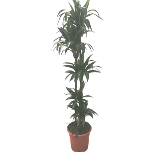 Dracaena overig