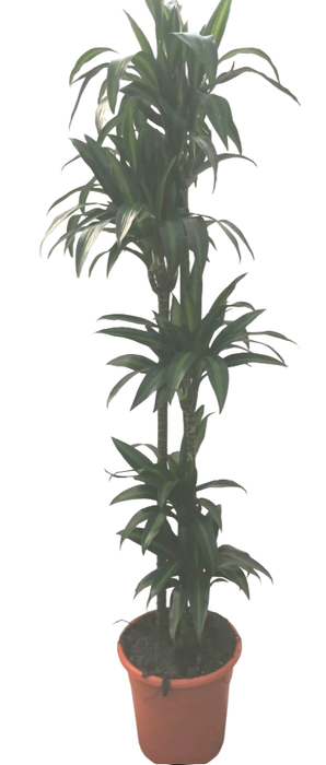 <h4>Dracaena overig</h4>