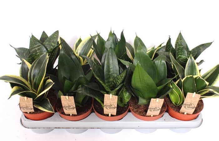 <h4>Sansevieria Hahnii</h4>