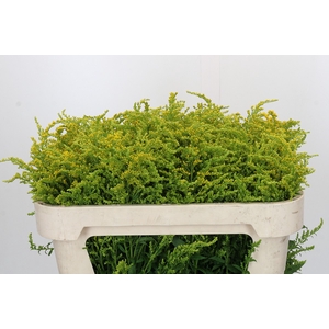 Solidago Super