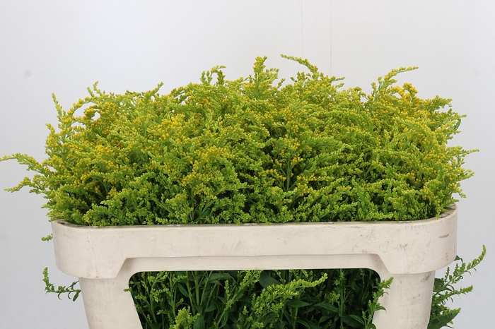 <h4>Solidago Super</h4>