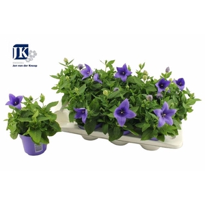 PLATYCO GR ASTRA BLU