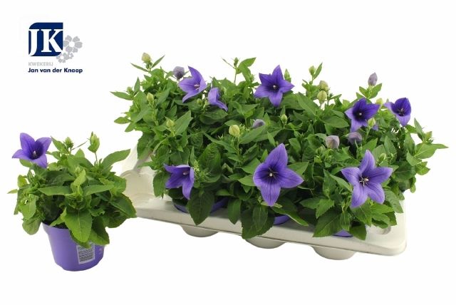 <h4>PLATYCO GR ASTRA BLU</h4>
